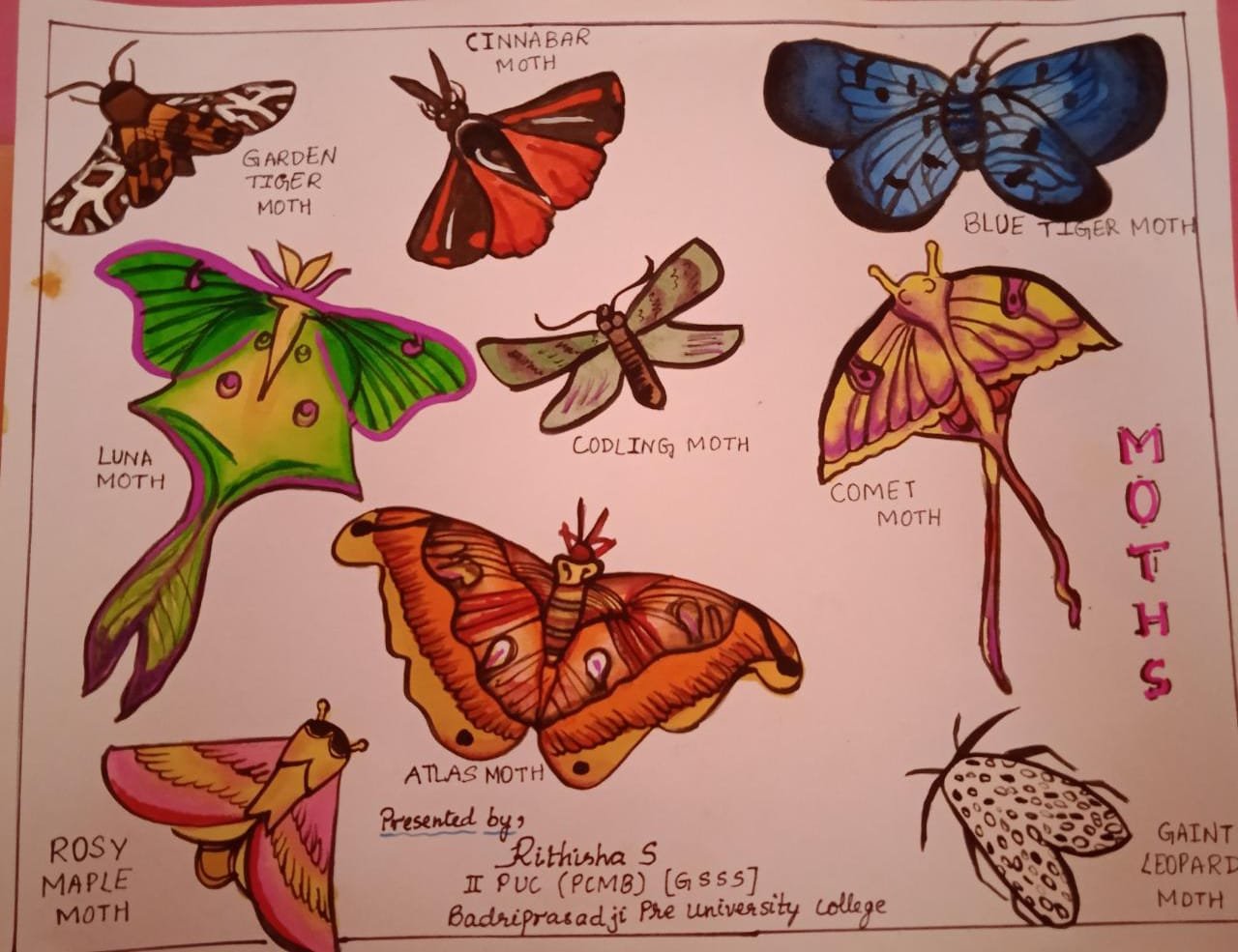 National Moth Week Celebration